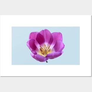 Tulipa  'Purple Flag'    Triumph Tulip Posters and Art